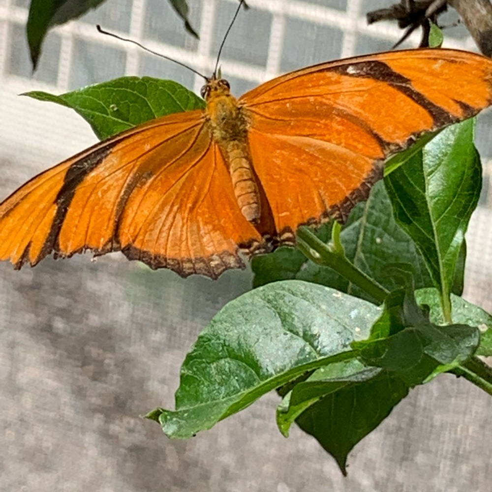 Meet your Posher, Jeannette